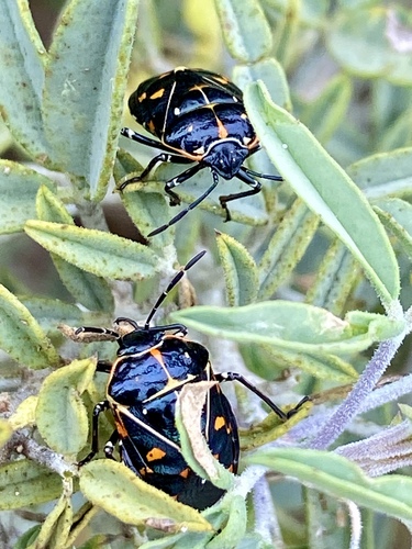iNaturalist observation photo of Harlequin Bug