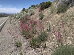 Penstemon floridus floridus