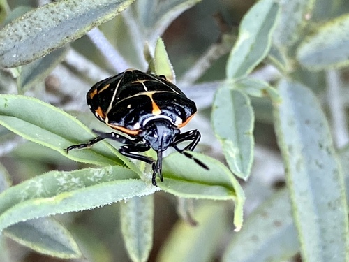 iNaturalist observation photo of Harlequin Bug