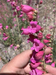 Penstemon floridus floridus