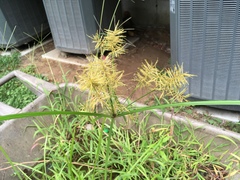 Cyperus esculentus leptostachyus