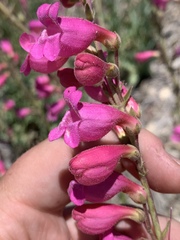 Penstemon floridus floridus