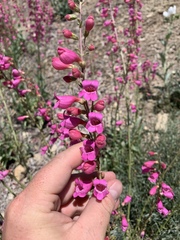 Penstemon floridus floridus