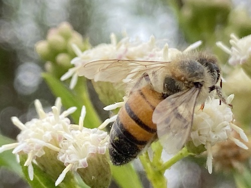 iNaturalist observation photo of Western Honey Bee