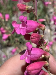 Penstemon floridus floridus