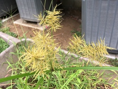 Cyperus esculentus leptostachyus