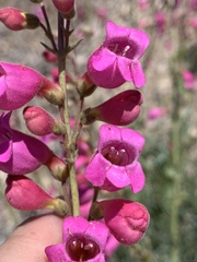 Penstemon floridus floridus