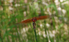 Libellula saturata