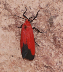 Ptychoglene coccinea
