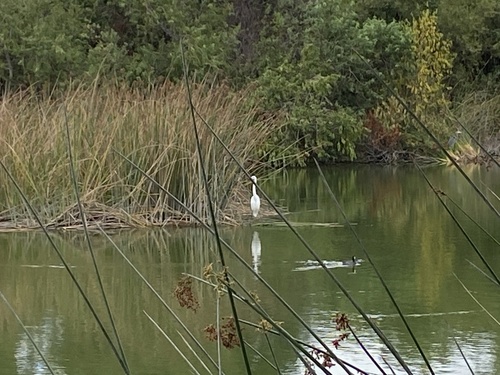iNaturalist observation photo of American Coot