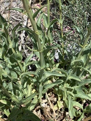 Penstemon floridus floridus