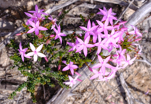 Image of Calytrix duplistipulata by (c) Peter Crowcroft, some rights reserved (CC BY)