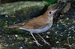 Veery photo 3