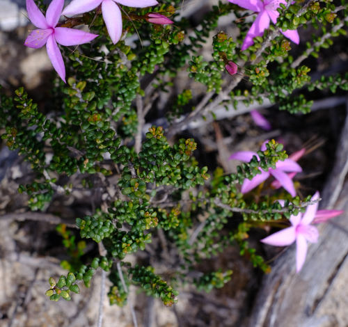 Image of Calytrix duplistipulata by (c) Peter Crowcroft, some rights reserved (CC BY)