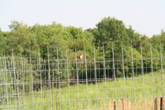 Spizella passerina passerina