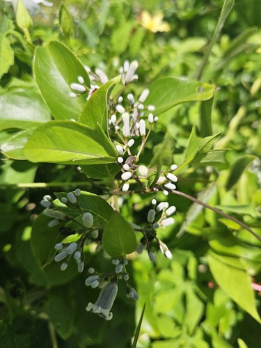 Paederia foetida observed 2024-10-04