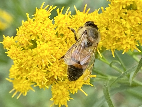 iNaturalist observation photo of Western Honey Bee