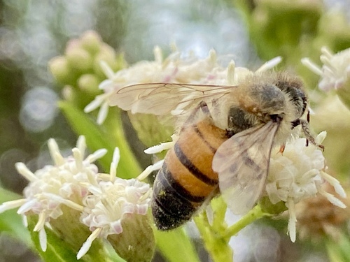 iNaturalist observation photo of Western Honey Bee