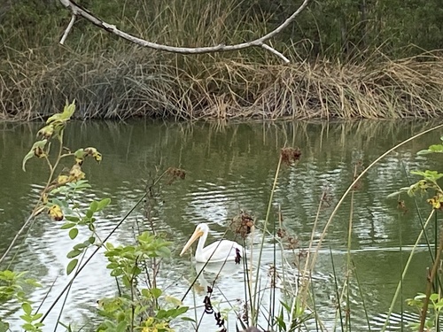 iNaturalist observation photo of American White Pelican