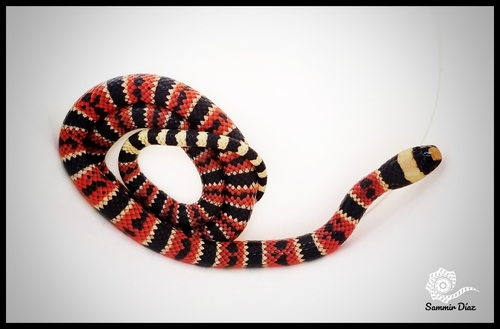 Micrurus diastema