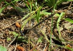 Phanogomphus exilis