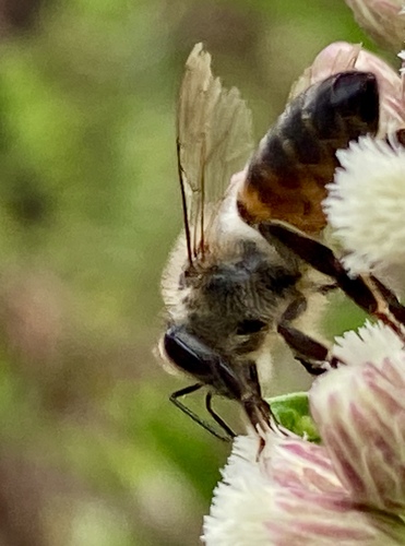 iNaturalist observation photo of Western Honey Bee