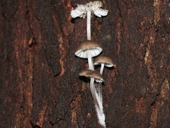 Mycena subgalericulata