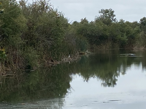 iNaturalist observation photo of Great Egret