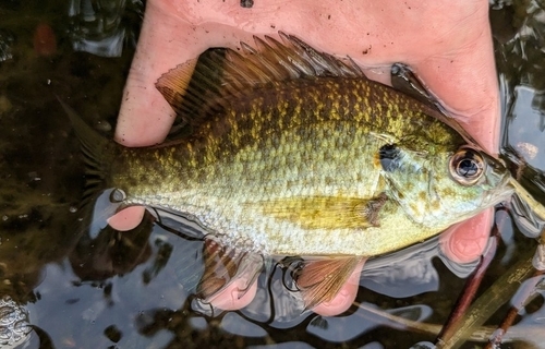 Bluegill × Redear Sunfish