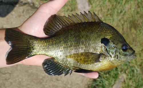 Bluegill × Redear Sunfish