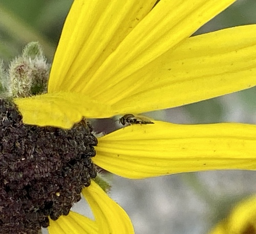 iNaturalist observation photo of Chalcidoid Wasps