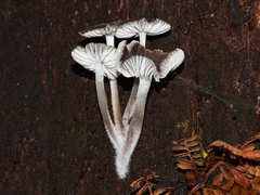 Mycena subgalericulata