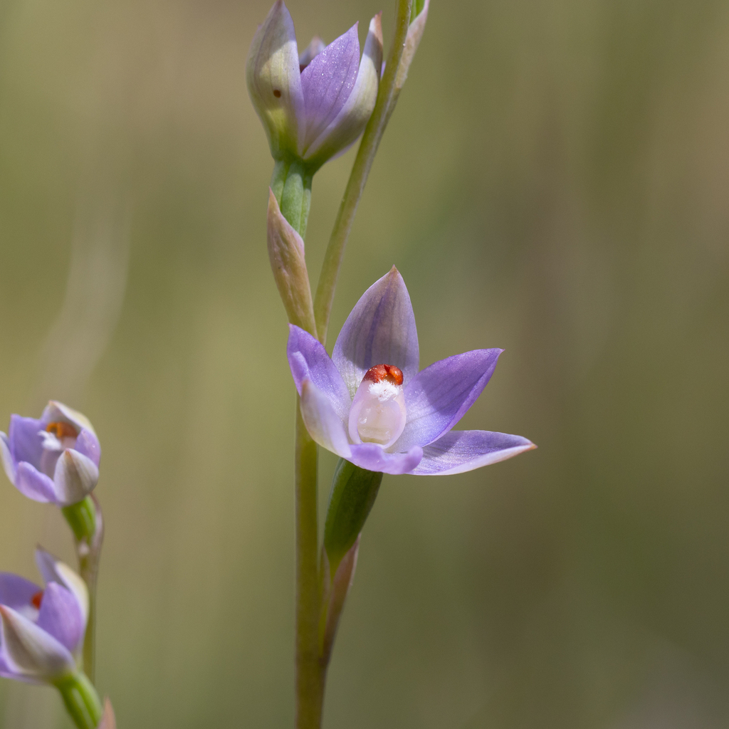 Thelymitra brevifolia