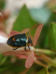 Cosmopepla decorata