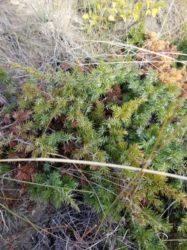 common juniper