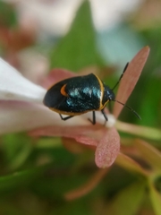 Cosmopepla decorata