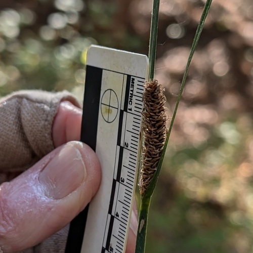 iNaturalist observation photo of Schott's sedge