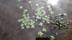 Trapa natans bispinosa