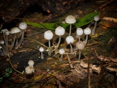 Mycena subgalericulata