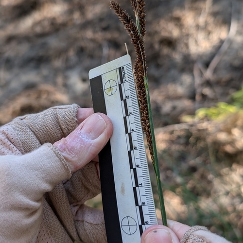 iNaturalist observation photo of Schott's sedge
