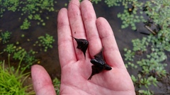 Trapa natans bispinosa