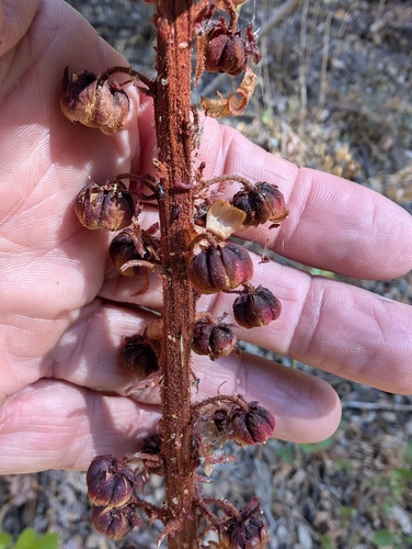 iNaturalist observation photo of woodland pinedrops
