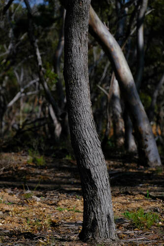 Image of Eucalyptus oleosa by (c) Peter Crowcroft, some rights reserved (CC BY)
