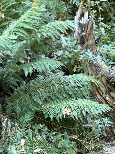 iNaturalist observation photo of giant chain fern