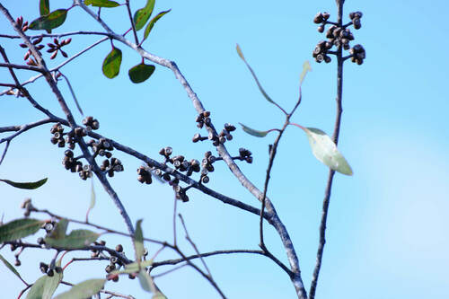 Image of Eucalyptus desmondensis by (c) Peter Crowcroft, some rights reserved (CC BY)