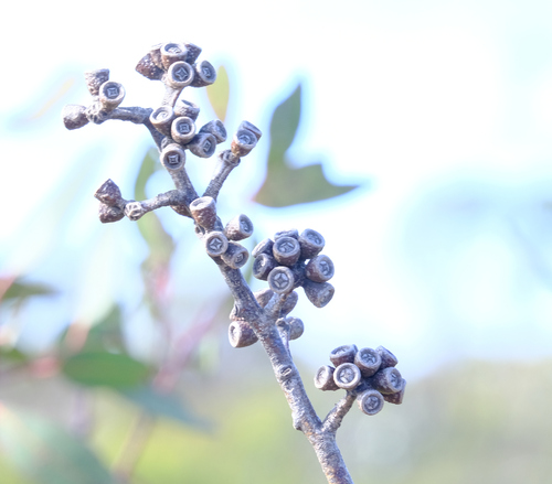 Image of Eucalyptus desmondensis by (c) Peter Crowcroft, some rights reserved (CC BY)