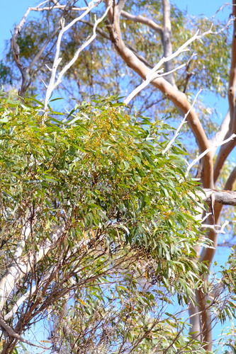 Image of Eucalyptus oleosa by (c) Peter Crowcroft, some rights reserved (CC BY)