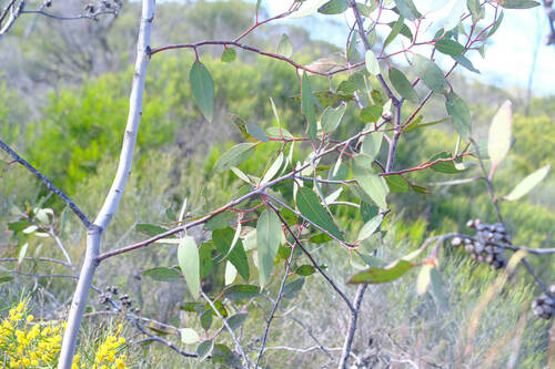 Image of Eucalyptus desmondensis by (c) Peter Crowcroft, some rights reserved (CC BY)