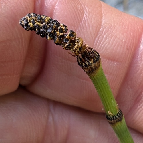 iNaturalist observation photo of smooth horsetail