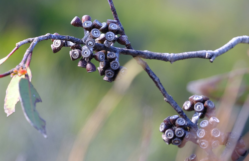 Image of Eucalyptus desmondensis by (c) Peter Crowcroft, some rights reserved (CC BY)